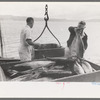 Unloading tuna from boat at docks of the Columbia River Packing Association, Astoria, Oregon