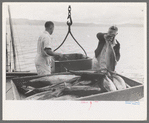 Unloading tuna from boat at docks of the Columbia River Packing Association, Astoria, Oregon