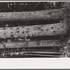 Trees on holdings of the Long Bell Lumber Company, Cowlitz County, Washington