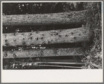 Trees on holdings of the Long Bell Lumber Company, Cowlitz County, Washington