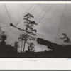 Donkey engine transportation of logs by cables from spar tree, Long Bell Lumber Company, Cowlitz County, Washington