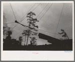 Donkey engine transportation of logs by cables from spar tree, Long Bell Lumber Company, Cowlitz County, Washington