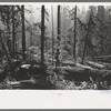 Holdings of the Long Bell Lumber Company, Cowlitz County, Washington. Notice the tall ferns; the constant dripping moisture in the forests of this section have earned them the name "the rain forests."