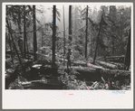 Holdings of the Long Bell Lumber Company, Cowlitz County, Washington. Notice the tall ferns; the constant dripping moisture in the forests of this section have earned them the name "the rain forests."