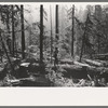 Holdings of the Long Bell Lumber Company, Cowlitz County, Washington. Notice the tall ferns; the constant dripping moisture in the forests of this section have earned them the name "the rain forests."