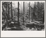 Holdings of the Long Bell Lumber Company, Cowlitz County, Washington. Notice the tall ferns; the constant dripping moisture in the forests of this section have earned them the name "the rain forests."