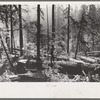 Holdings of the Long Bell Lumber Company, Cowlitz County, Washington. Notice the tall ferns; the constant dripping moisture in the forests of this section have earned them the name "the rain forests."