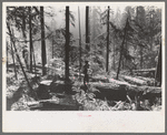 Holdings of the Long Bell Lumber Company, Cowlitz County, Washington. Notice the tall ferns; the constant dripping moisture in the forests of this section have earned them the name "the rain forests."