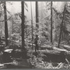 Holdings of the Long Bell Lumber Company, Cowlitz County, Washington. Notice the tall ferns; the constant dripping moisture in the forests of this section have earned them the name "the rain forests."
