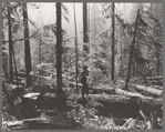 Holdings of the Long Bell Lumber Company, Cowlitz County, Washington. Notice the tall ferns; the constant dripping moisture in the forests of this section have earned them the name "the rain forests."