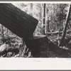 A falling tree, Long Bell Lumber Company, Cowlitz County, Washington