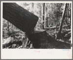 A falling tree, Long Bell Lumber Company, Cowlitz County, Washington