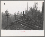 The donkey engine transporting of logs from woods to yard, Long Bell Lumber Company, Cowlitz County, Washington