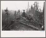 The donkey engine transporting of logs from woods to yard, Long Bell Lumber Company, Cowlitz County, Washington