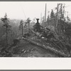 The donkey engine transporting of logs from woods to yard, Long Bell Lumber Company, Cowlitz County, Washington