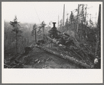 The donkey engine transporting of logs from woods to yard, Long Bell Lumber Company, Cowlitz County, Washington