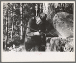 Head faller sights to see exact direction in which tree will fall, Long Bell Lumber Company, Cowlitz County, Washington