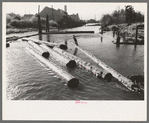 Lumberjack forming log raft in slough, Tillamook, Oregon