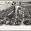 Agricultural worker in cabbage field, Yuma County, Arizona