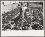 Agricultural worker in cabbage field, Yuma County, Arizona