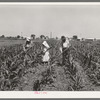 Farm Workers Victory Festival, June 1942.  Woodville FSA Farm Workers Community, host to Arvin, Shafter and Tulare communities at the June 14, 1942 "Victory Festival," had the only cooperative garden project of the four camps.  Camp shelter occupants made