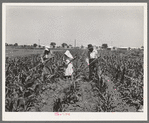 Farm Workers Victory Festival, June 1942.  Woodville FSA Farm Workers Community, host to Arvin, Shafter and Tulare communities at the June 14, 1942 "Victory Festival," had the only cooperative garden project of the four camps.  Camp shelter occupants made