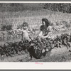 Farm Workers Victory Festival, June 1942.  Victory Garden of the Grover Holidays at Arvin Labor Homes, Arvin FSA Farm Workers Community.  Mrs. Viola Holiday and her daughter Patsy pick some beets
