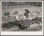 Farm Workers Victory Festival, June 1942.  Victory Garden of the Grover Holidays at Arvin Labor Homes, Arvin FSA Farm Workers Community.  Mrs. Viola Holiday and her daughter Patsy pick some beets