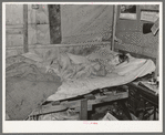 Child of migrant keyworker near Jefferson, Texas. This child was ill with influenza. Had a high fever but was receiving no medical attention