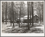 Group of houses in which white migrants were living. These migrants were working in the strawberry fields near Ponchatoula, Louisiana