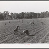 Picking strawberries in field near Ponchatoula, Louisiana