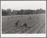 Picking strawberries in field near Ponchatoula, Louisiana