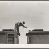 Icing refrigerator cars for shipment of strawberries. Hammond, Louisiana