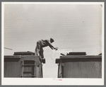 Icing refrigerator cars for shipment of strawberries. Hammond, Louisiana