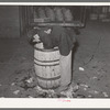 Mexican boy scavenger at early morning vegetable market. San Antonio, Texas