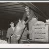 Loading bananas onto a truck at early morning vegetable market. San Antonio, Texas