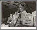 Loading bananas onto a truck at early morning vegetable market. San Antonio, Texas