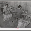 Packing strawberries into boxes and crates near Hammond, Louisiana