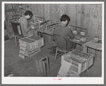 Packing strawberries into boxes and crates near Hammond, Louisiana