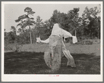 Scarecrow on farm. San Augustine County, Texas
