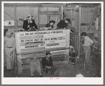 Scene in cattle auction barn. Heifer is coming in from pen. San Augustine, Texas