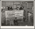Scene in cattle auction barn. Heifer is coming in from pen. San Augustine, Texas