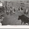Cattle auction. San Augustine, Texas