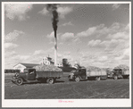 Trucks loaded with sugar beets, factory in background, East Grand Forks, Minnesota