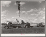 Trucks loaded with sugar beets, factory in background, East Grand Forks, Minnesota