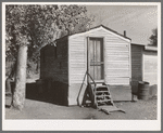 Shack occupied by transient sugar beet workers near Fisher, Minnesota