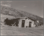 Detail of construction of mud and log house homesteader's house, Williams County, North Dakota