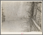 Detail of root cellar of Elmer Thompson, Sheridan County, Montana