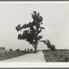 New Madrid County, Missouri. The "Hanging Tree." Several Negroes have been hanged on this tree