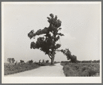 New Madrid County, Missouri. The "Hanging Tree." Several Negroes have been hanged on this tree